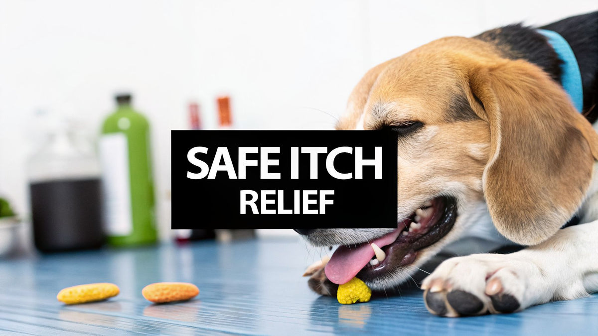 Allergy Chews for Dogs Your Guide to Safe Itch Relief