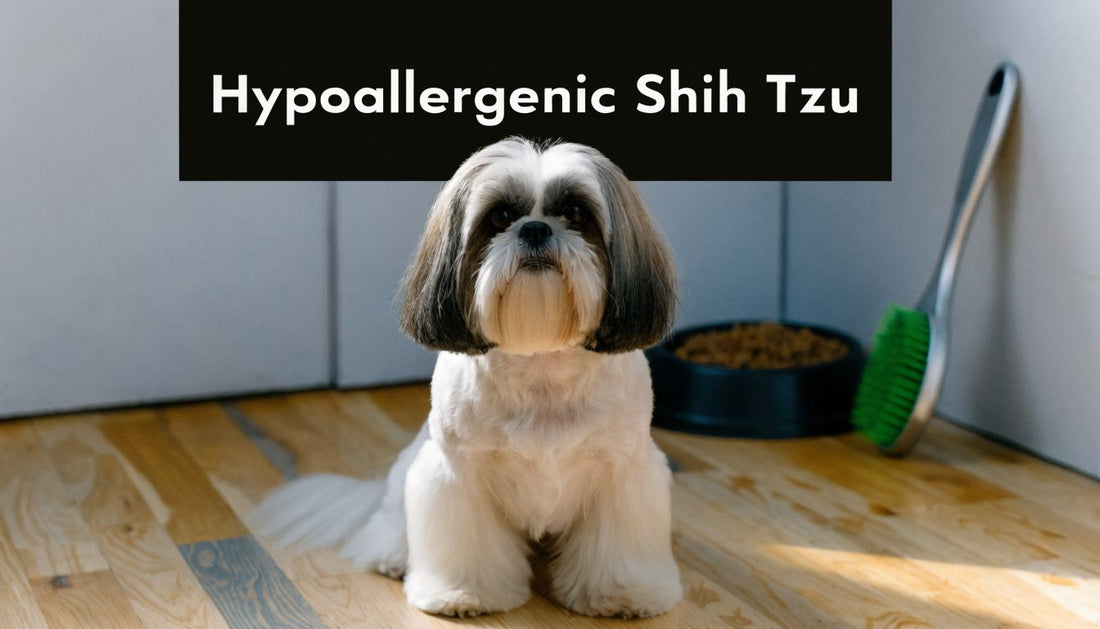 Are Shih Tzus Hypoallergenic? 2026 Guide to Owning One