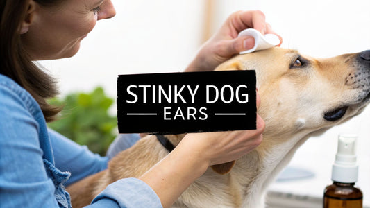 Bad odor from dogs ears: Causes, cleaning tips, and vet guidance
