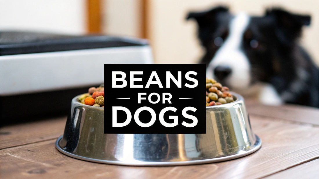 A Vet-Approved Guide to Beans for Dogs