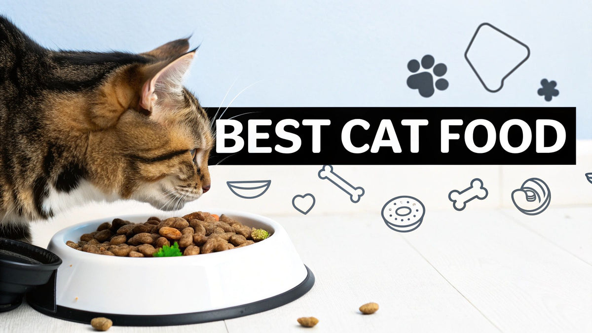 The Best Cat Food for Digestion Your Complete Guide