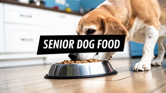 The Best Dog Food for Older Dogs A 2026 Buyer's Guide