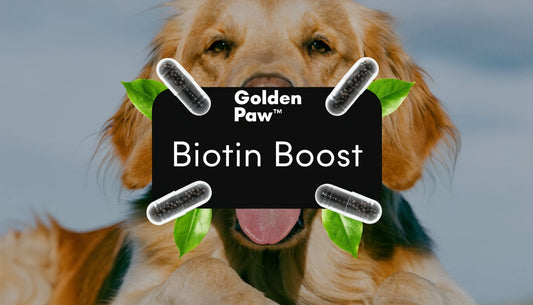 Biotin Dog Supplement: A Guide to Healthy Skin & Coats