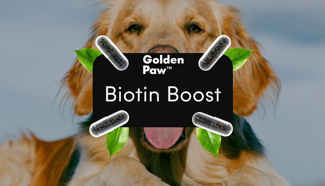 Biotin Dog Supplement: A Guide to Healthy Skin & Coats
