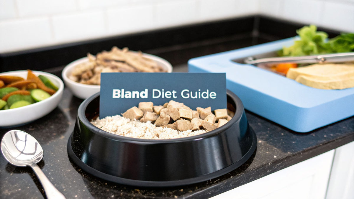 A Practical Guide to the Bland Diet for Dogs