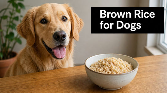 Brown Rice for Dogs: A Vet-Approved Guide for 2026
