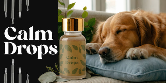 Calm Drops for Dogs: Safe Relief from Anxiety