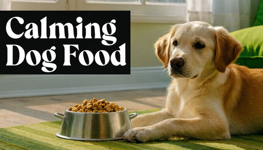 Calming Dog Food: A Vet-Reviewed Guide for Anxious Pups