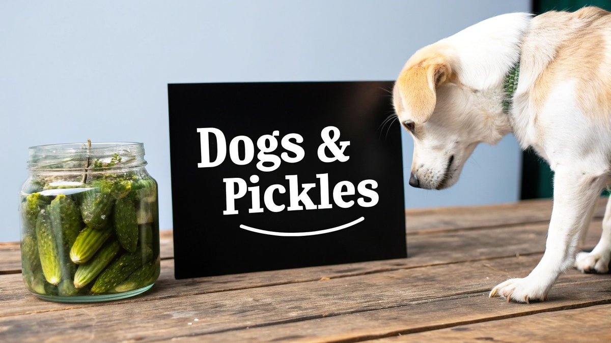 Can Dogs Eat Pickles? A Guide for Concerned Pet Owners