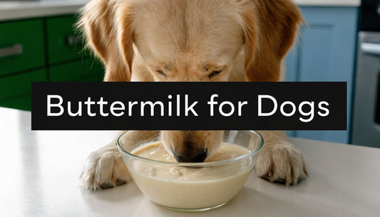 Can Dogs Have Buttermilk? 2026 Safe Feeding Guide