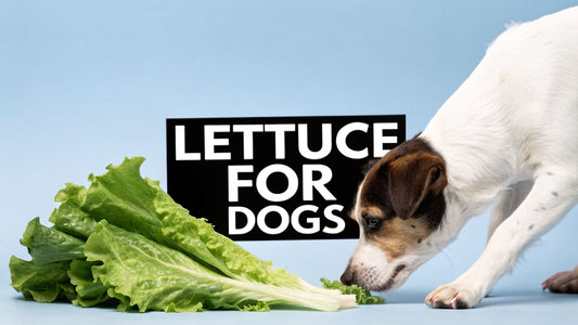 Can Dogs Have Lettuce? A Guide for Modern Pet Parents
