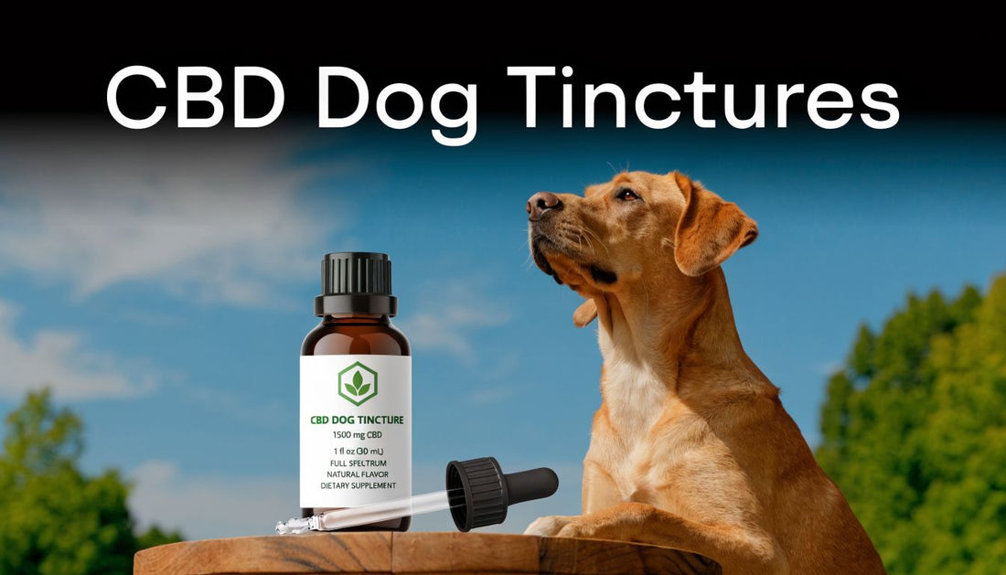 CBD Dog Tinctures: A Vet-Informed Guide for 2026