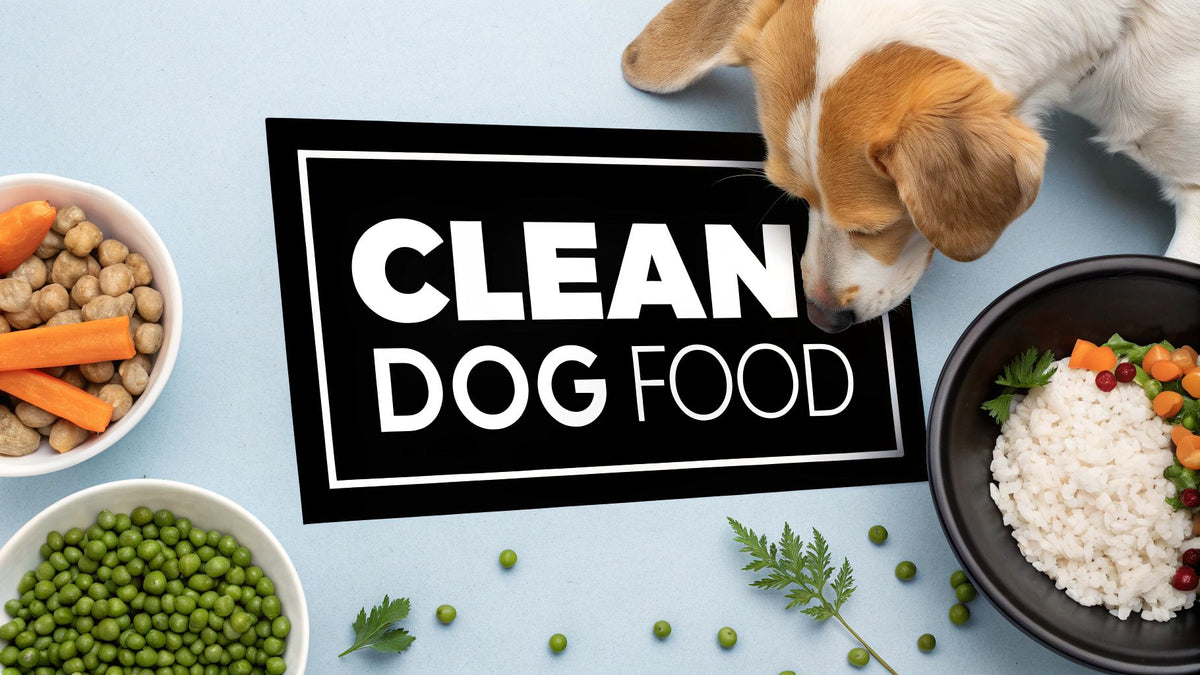 A Guide to the Best Clean Dog Food Brands