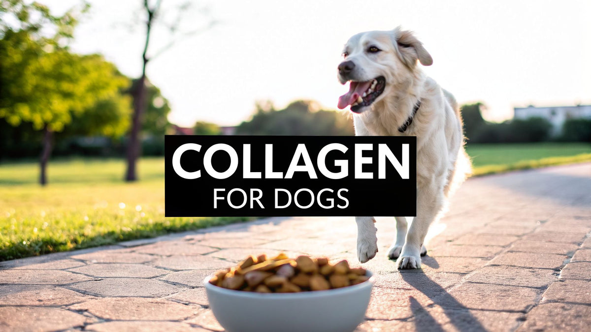 Collagen for Dogs: A guide to joints, skin, and digestion (collagen for dogs)