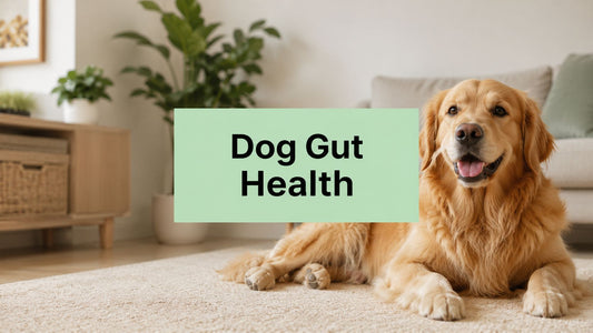 Digestive Disorders in Dogs: A Vet-Reviewed Guide