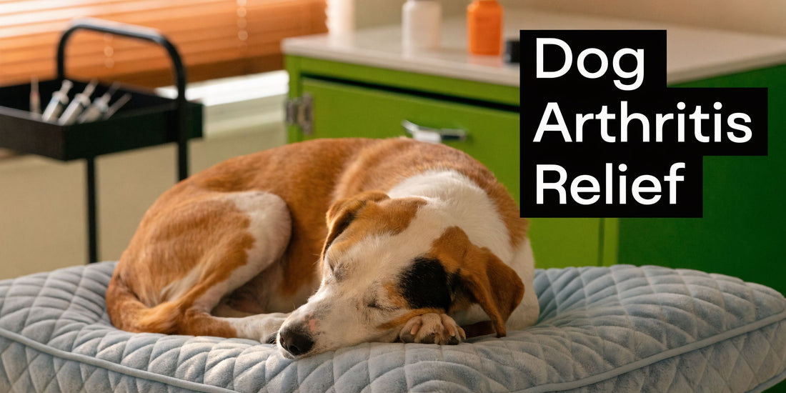 Dog Arthritis Medicine: Effective Pain Relief Guide