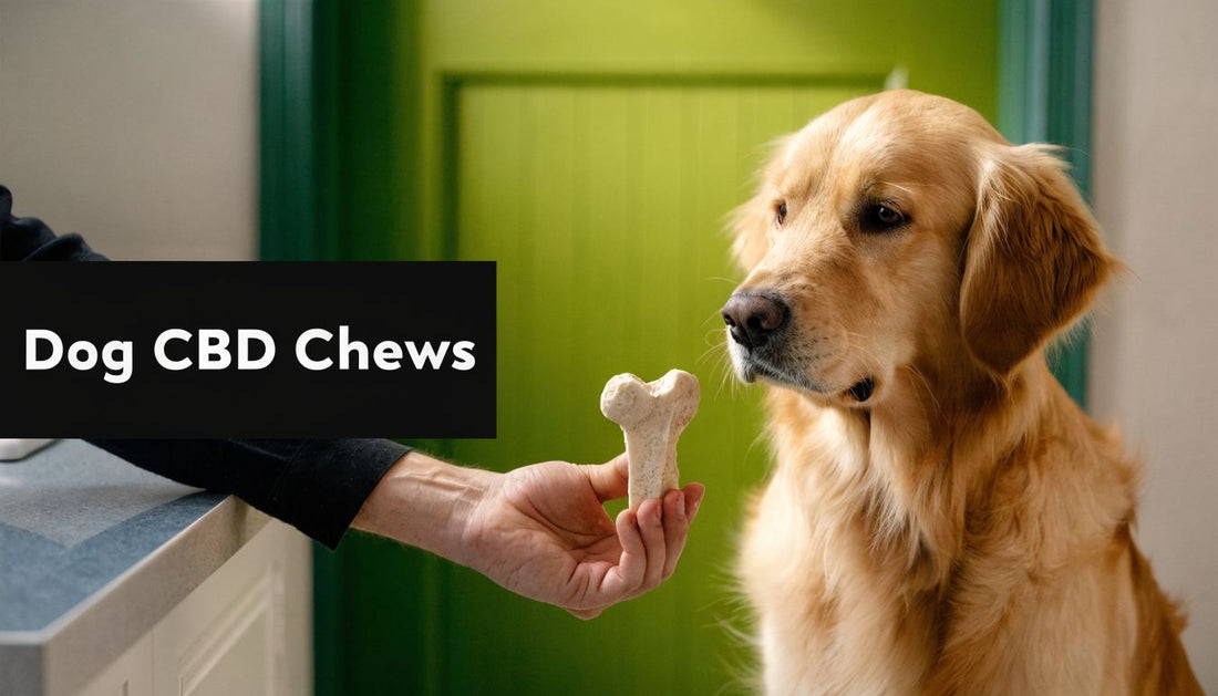 Dog CBD Chews: A Vet-Reviewed Explainer