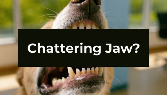 Dog Chattering Jaw? Causes & When To Worry