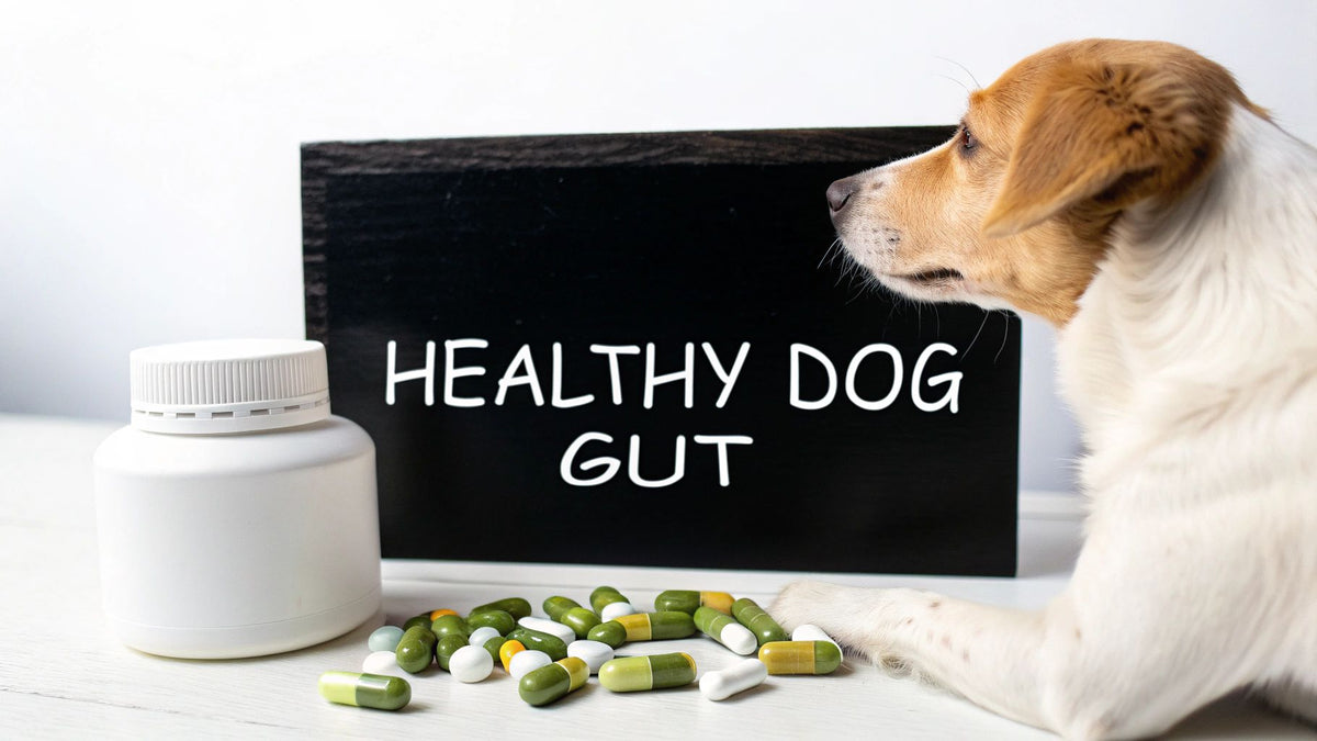 Your Guide to Dog Digestive Supplements
