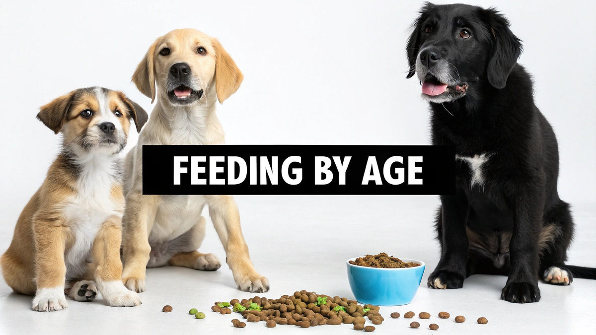 A Vet-Approved Dog Feeding Schedule By Age You Can Trust