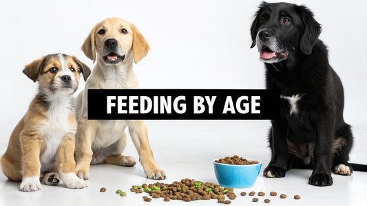 A Vet-Approved Dog Feeding Schedule By Age You Can Trust