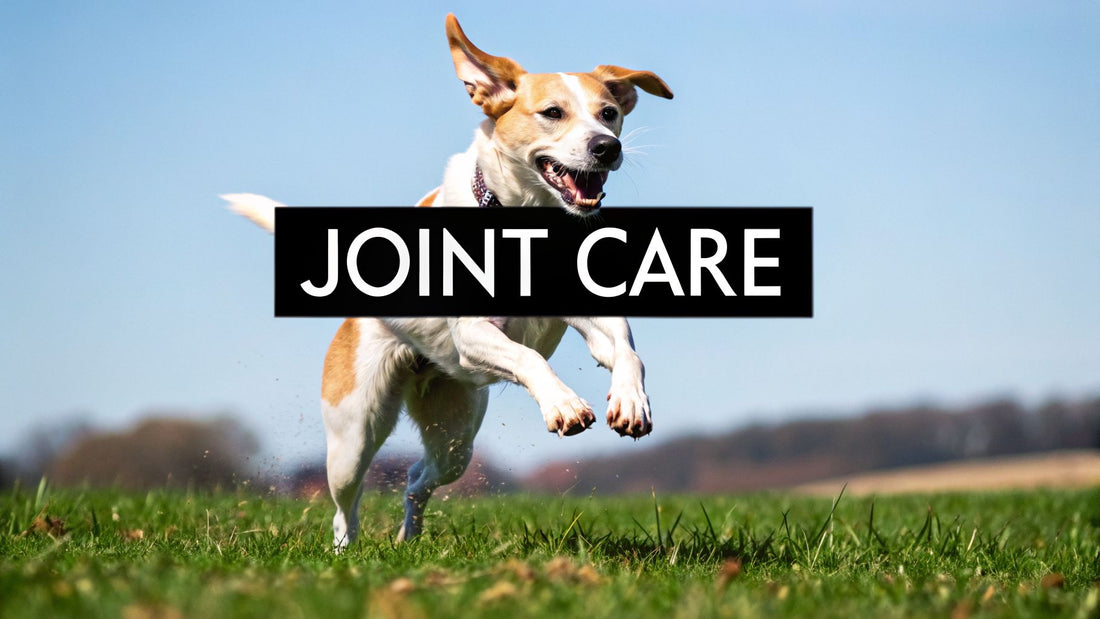 The Ultimate Guide to Dog Hip and Joint Supplements