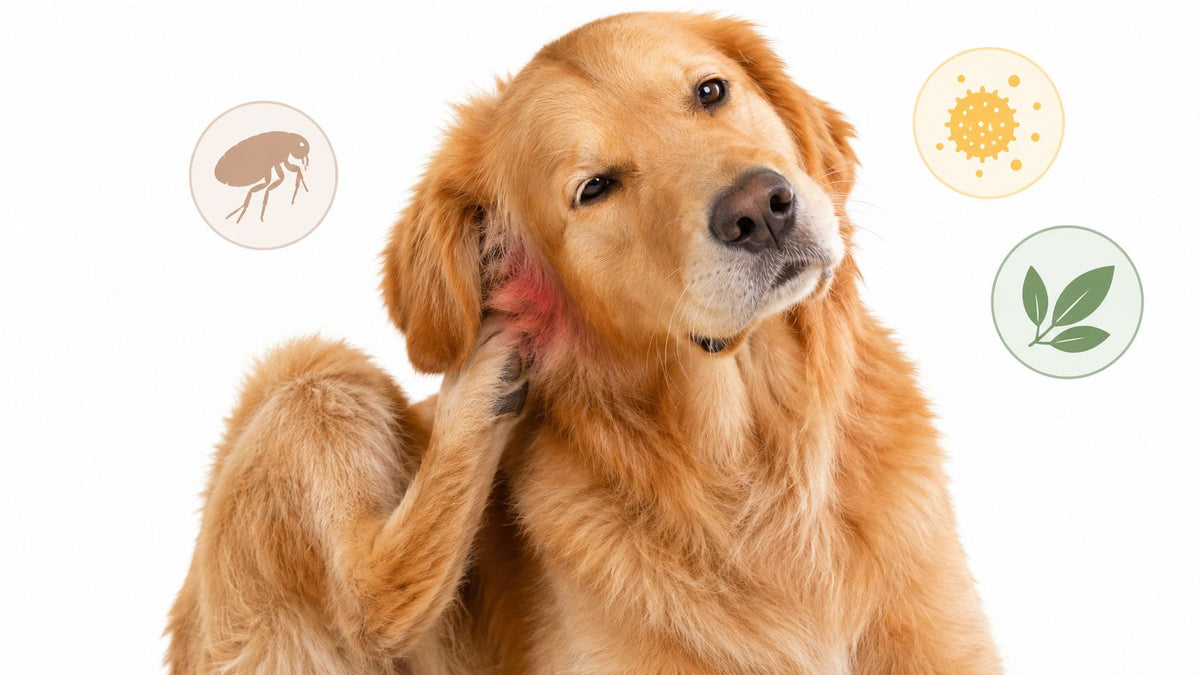 Why Your Dog Is Constantly Scratching: Causes & Relief