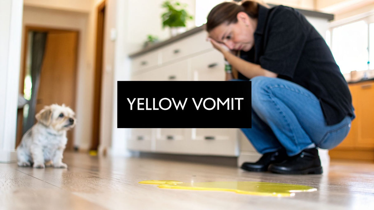Dog is throwing up yellow: Causes, Warnings & Quick Care