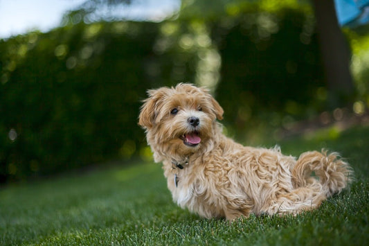 Heartworm 101: What Every Dog Parent Should Know This Summer