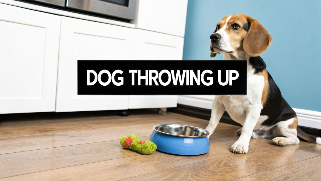 Why Is My Dog Throwing Up Undigested Food?