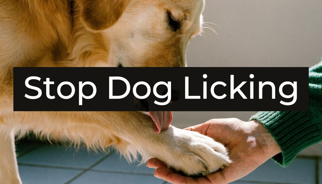 Dog Wont Stop Licking: A Complete Owner's Guide