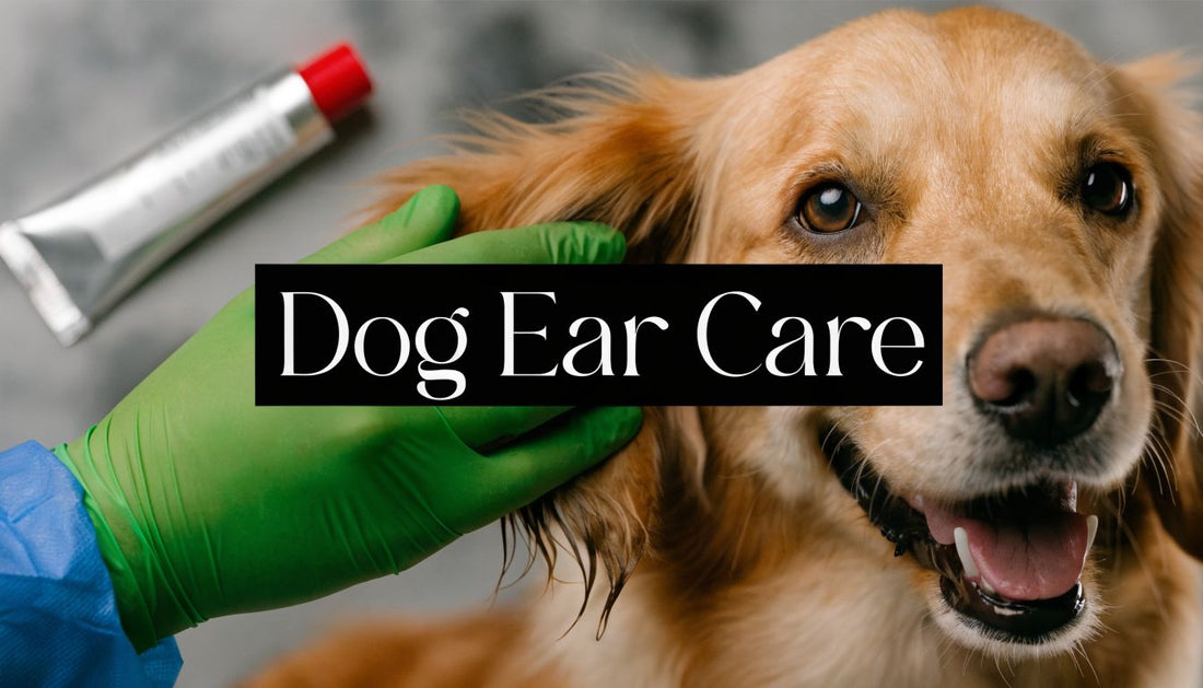 Effective Ear Ointment For Dogs: When To Use & Vet Care