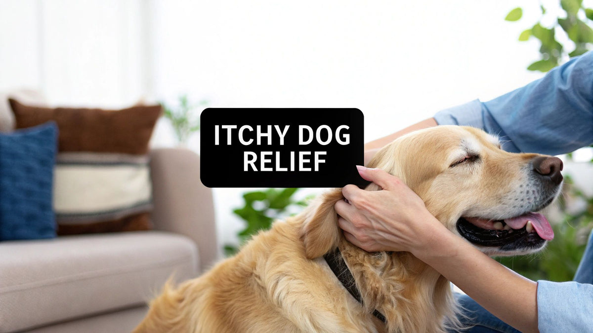 How to Soothe an Itchy Dog A Practical Guide