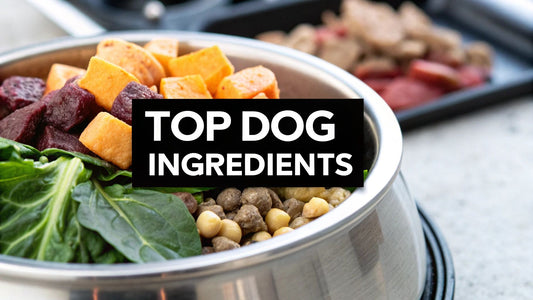 Best Ingredients in Dog Food for a Healthy Pet