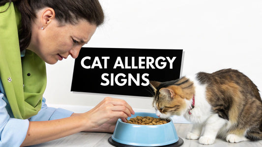 Signs of Food Allergies in Cats You Shouldn't Ignore