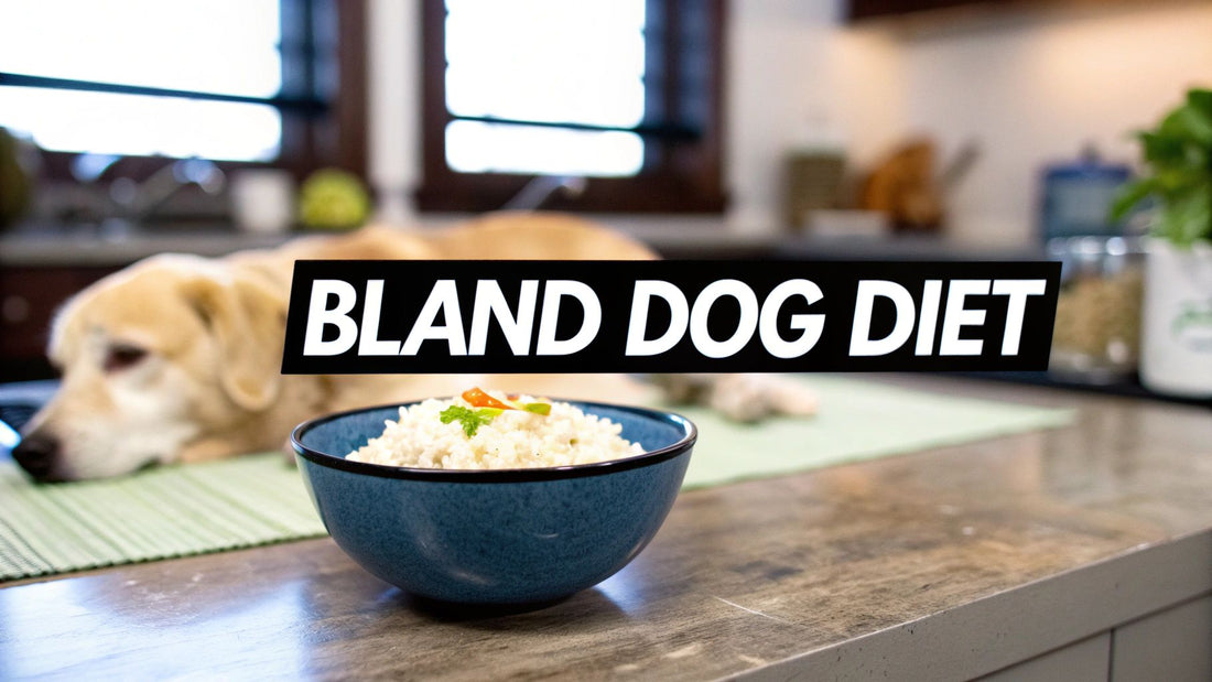 What to Feed Dogs with Upset Stomach