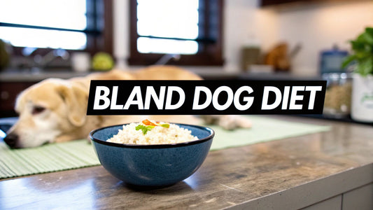 What to Feed Dogs with Upset Stomach