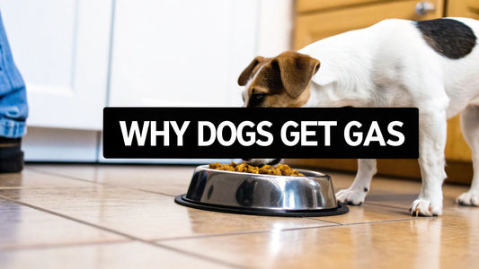 What Causes Gas in Dogs? Causes & Tips for a Happier Pup