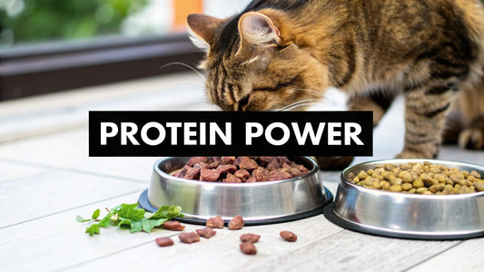 Your Guide to High Quality Protein Cat Food