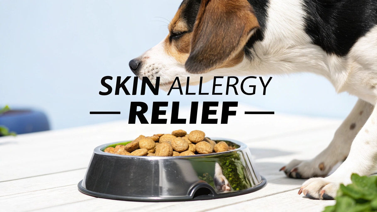Best Dog Food for Skin Allergies and Itchy Skin