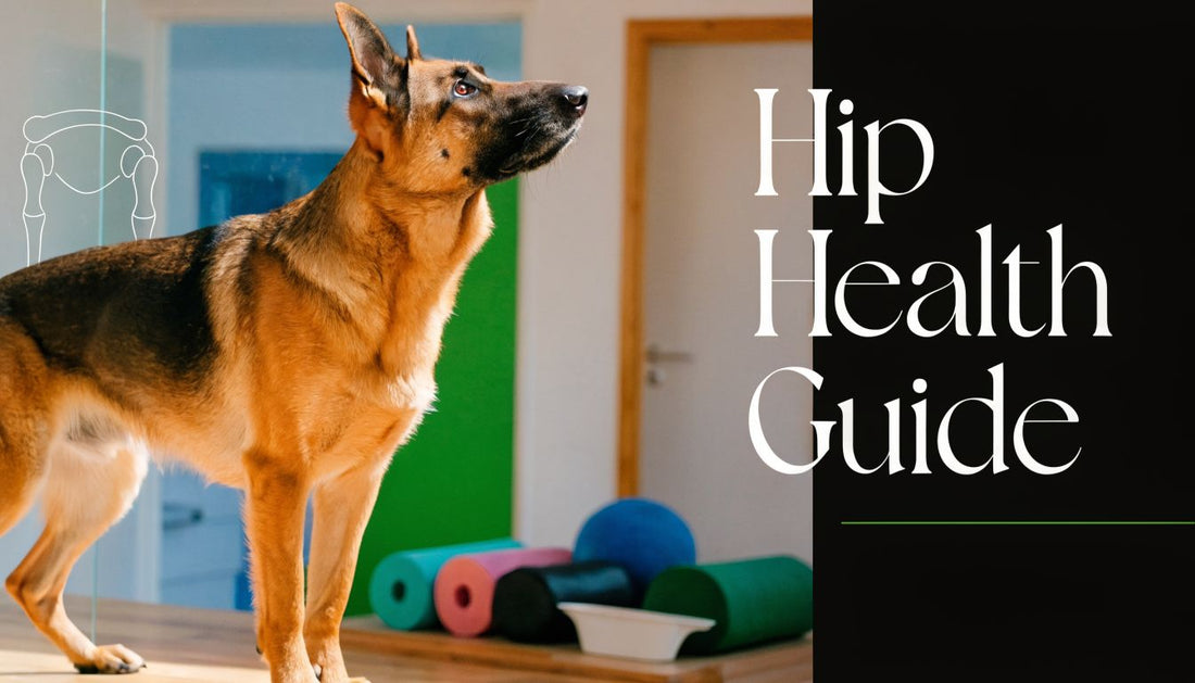 German Shepherd Hip Problems: An Owner's Guide