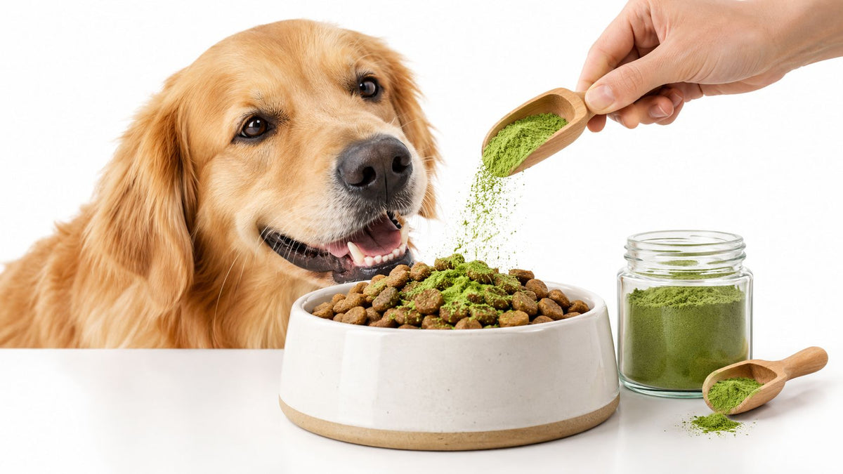 Green Powder for Dogs Teeth How to Use It Safely