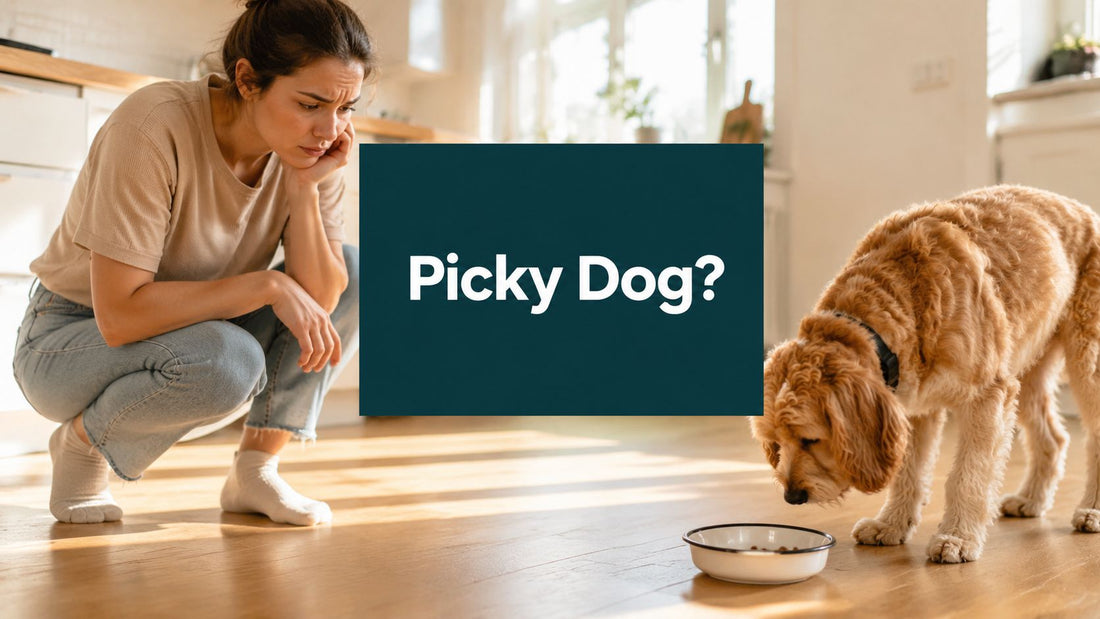 How to Get a Picky Dog to Eat: A Practical Guide