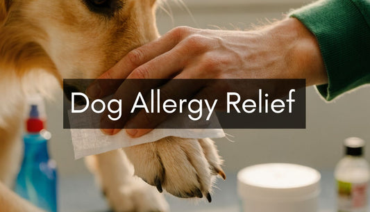 How to Help a Dog with Allergies: A Practical Guide