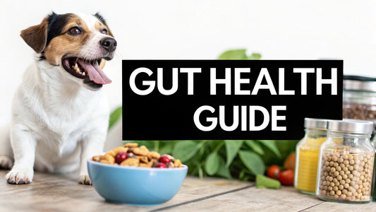 How to Improve Dog Gut Health for a Happier Pup