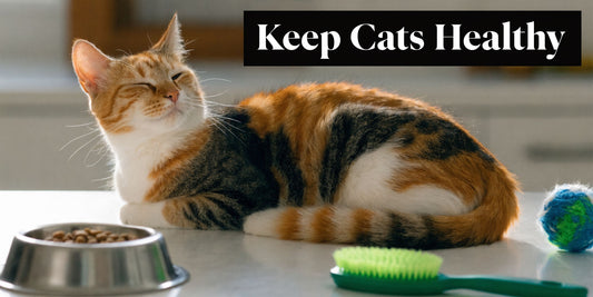 How to Keep Cats Healthy: A Complete Owner's Guide
