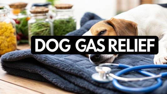 How to Relieve Gas in Dogs Your Vet's Guide for Pet Parents
