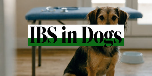 IBS in Dogs: Symptoms, Diagnosis & Expert Care Guide
