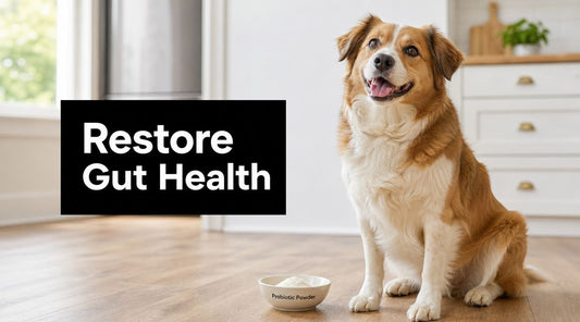 Probiotics for Dogs with Gas: Restore Gut Health
