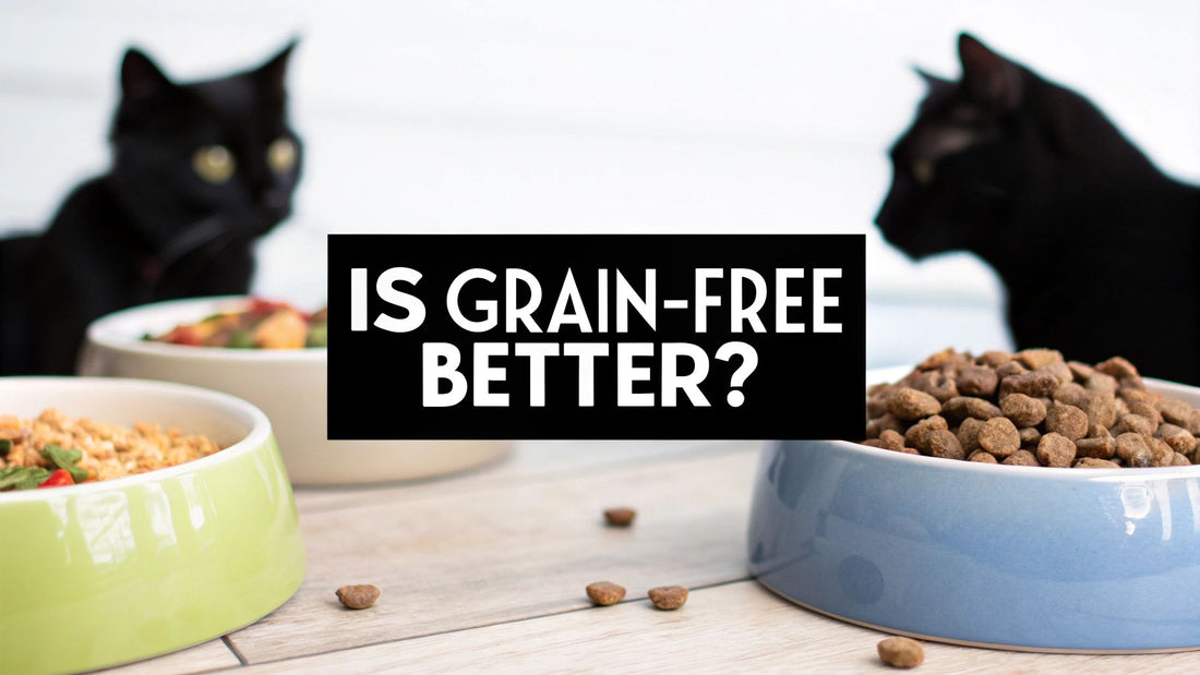 Is Grain Free Cat Food Better? An Evidence-Based Answer